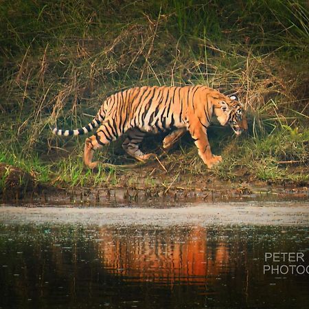 Tiger Corner Inn Homestay Sauraha Εξωτερικό φωτογραφία