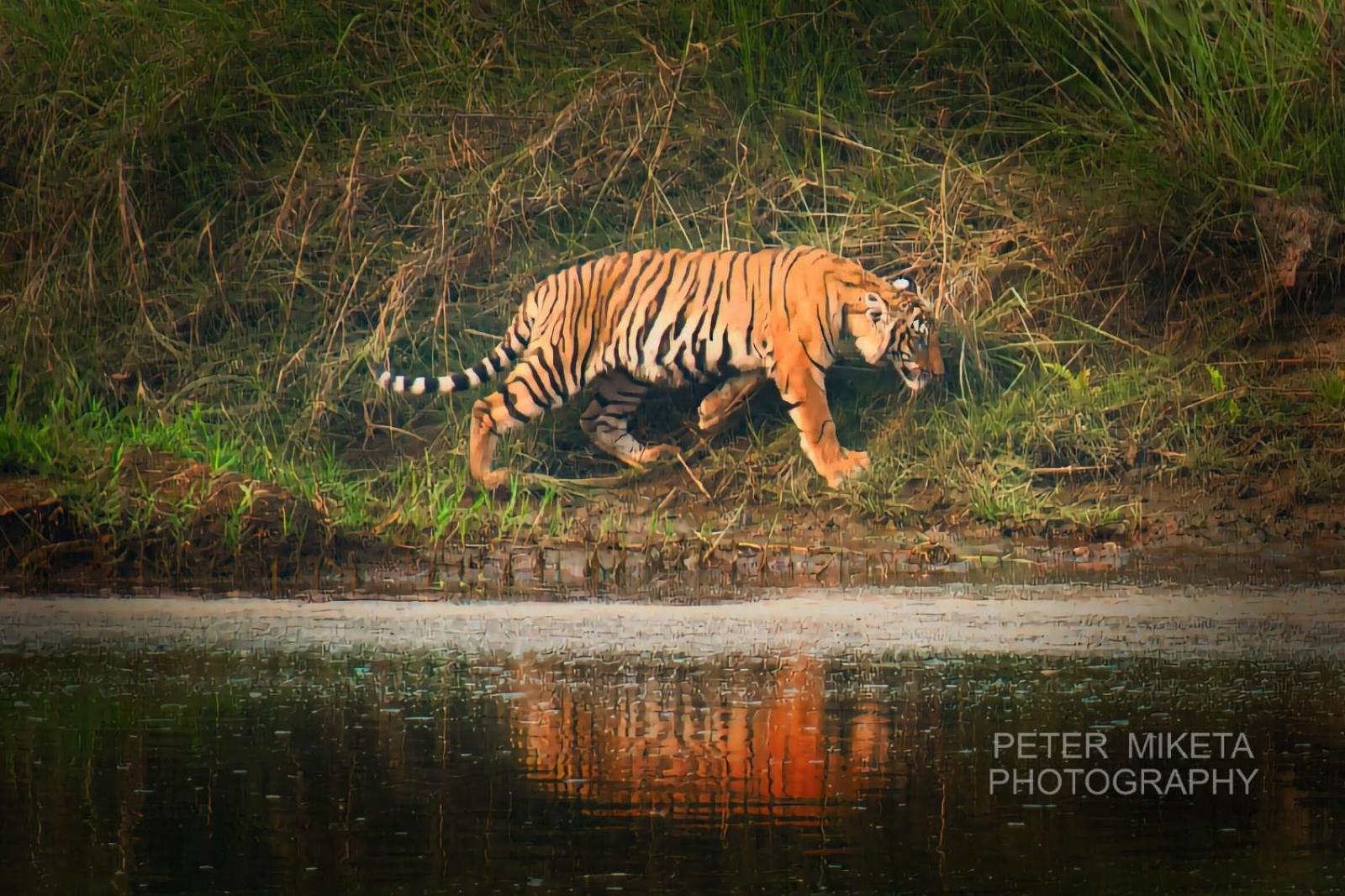 Tiger Corner Inn Homestay Sauraha Εξωτερικό φωτογραφία