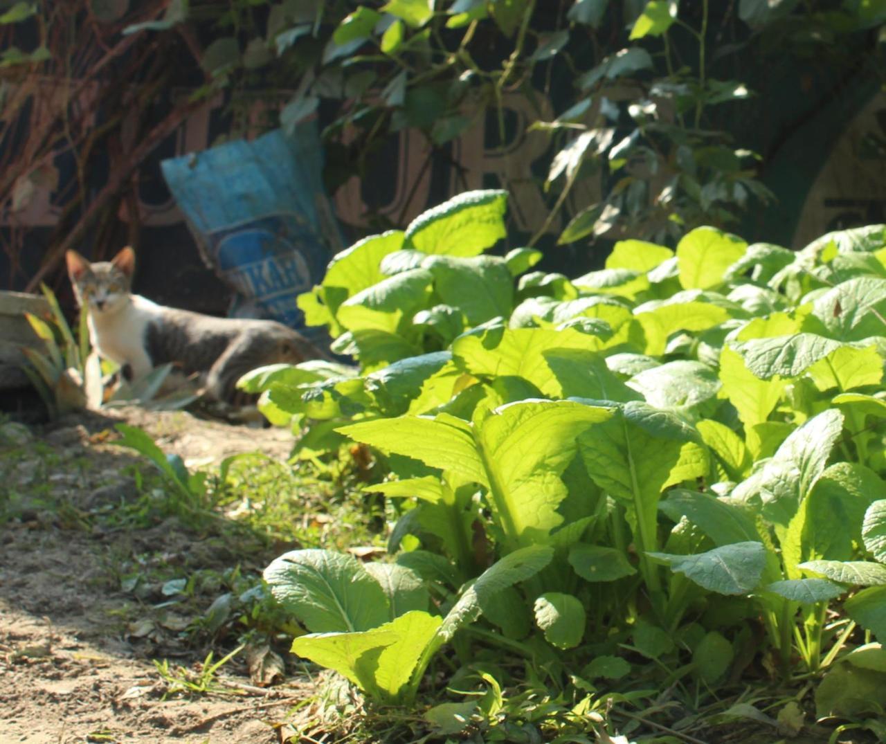 Tiger Corner Inn Homestay Sauraha Εξωτερικό φωτογραφία